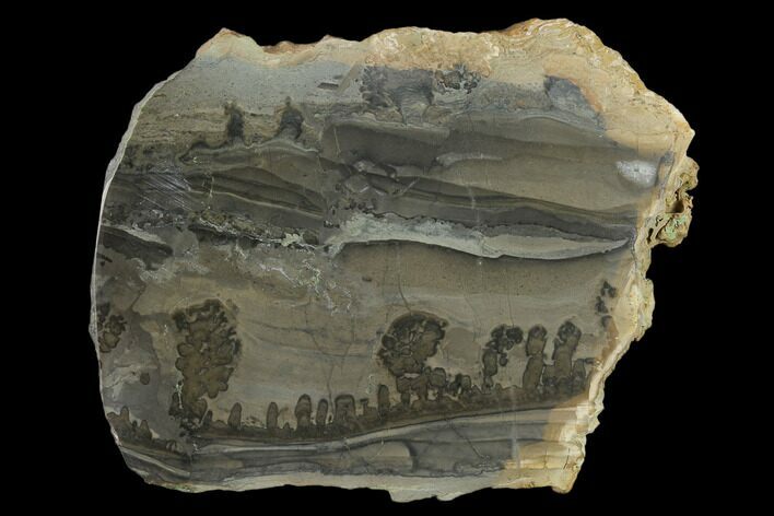 Triassic Aged Stromatolite Fossil - England #130921